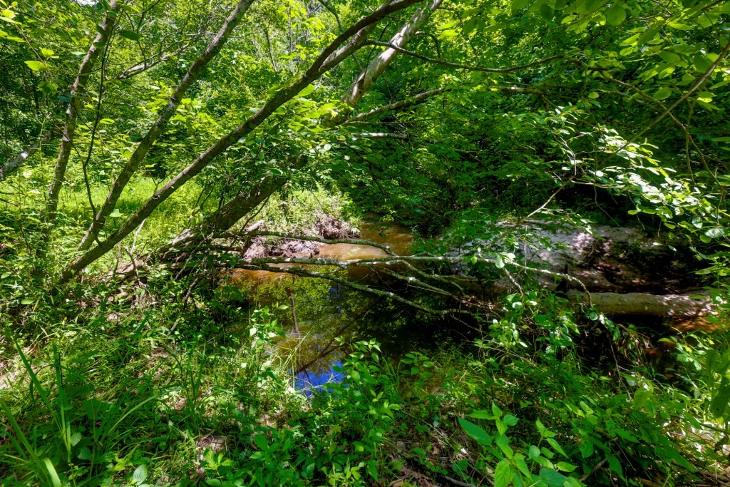 Sugar Creek Mini Farm Photo