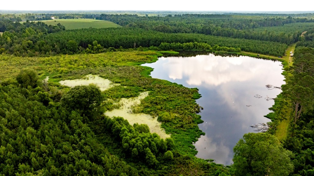 Canoochee Pond Photo