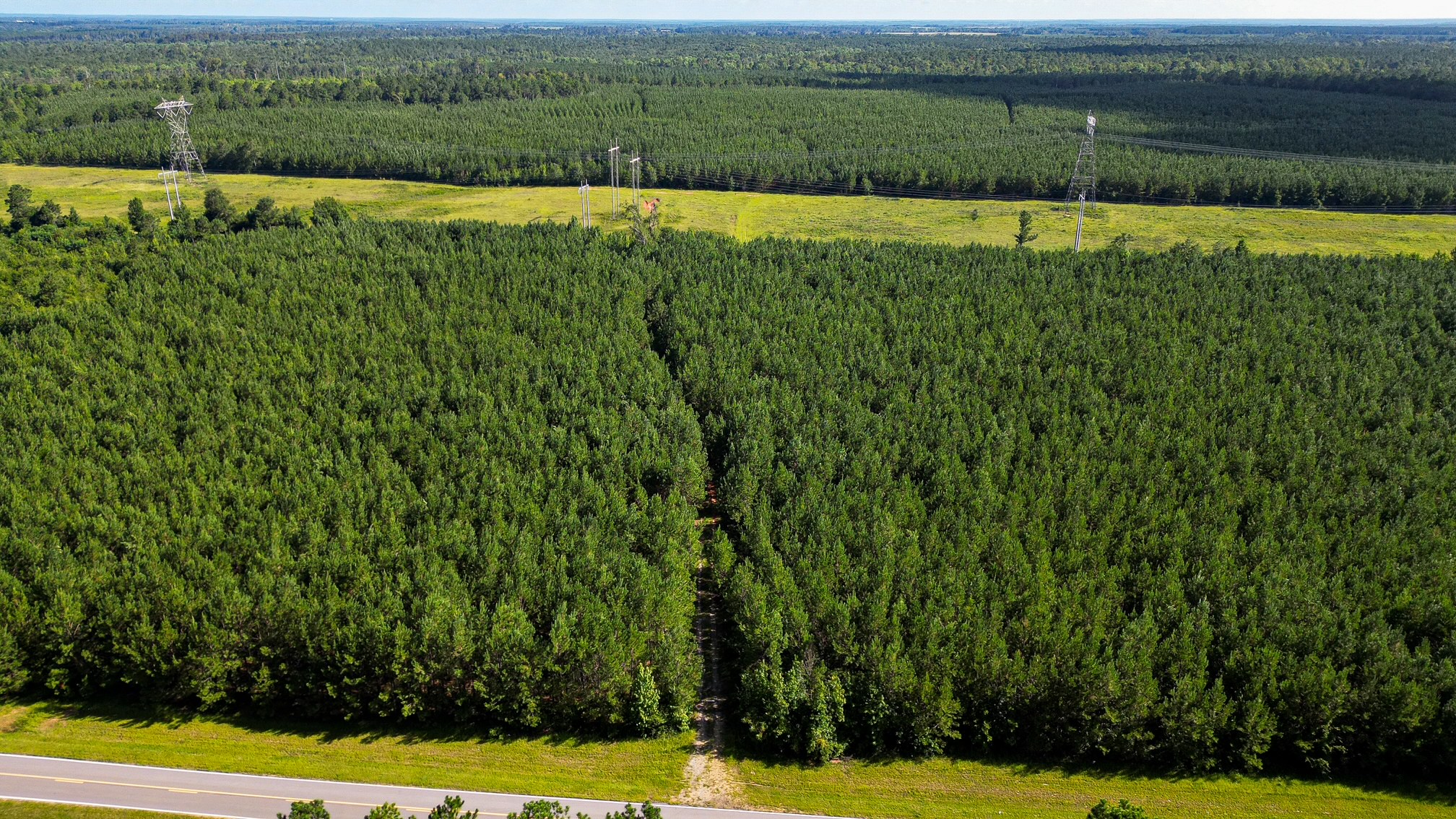 Bartow Pines Photo