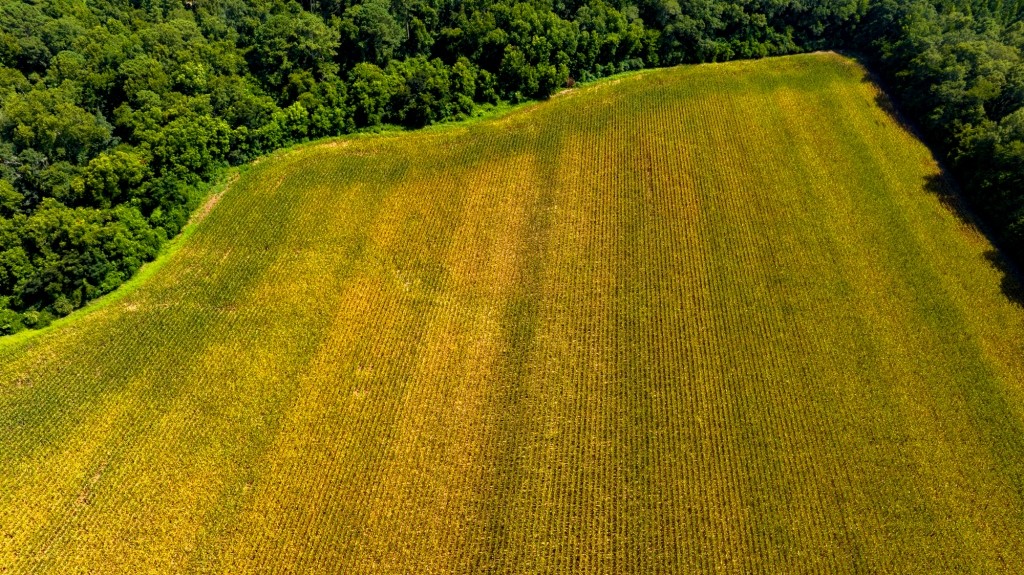 Sugar Creek Mini Farm Photo