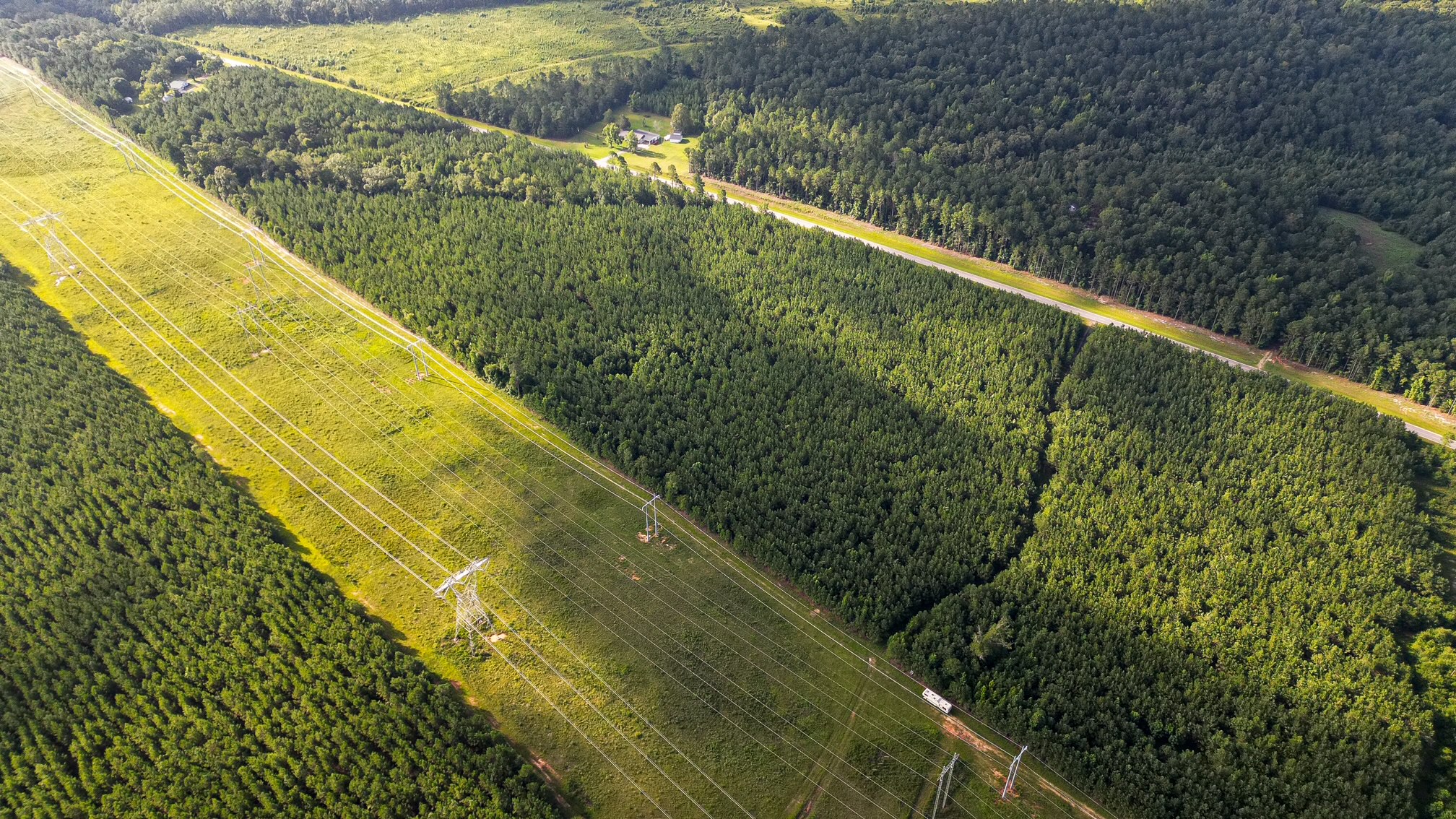 Bartow Pines Photo