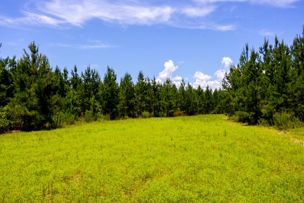 Cowpen Hunting & Timberland Photo