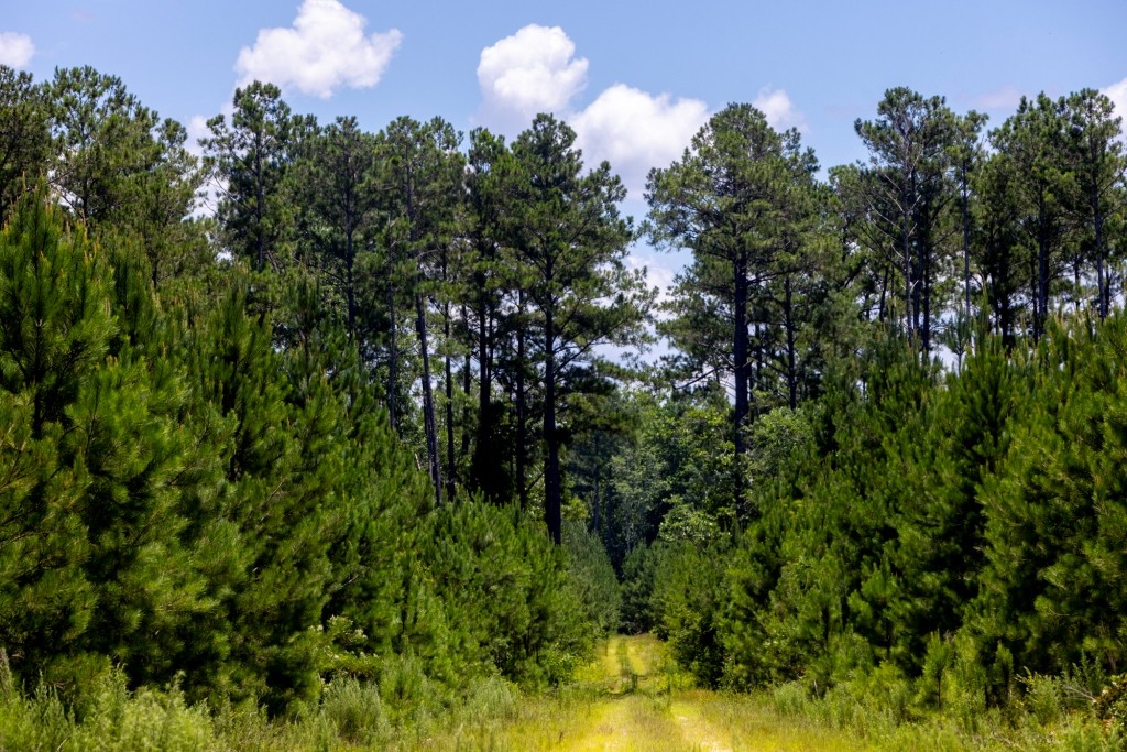 Cowpen Hunting & Timberland Photo
