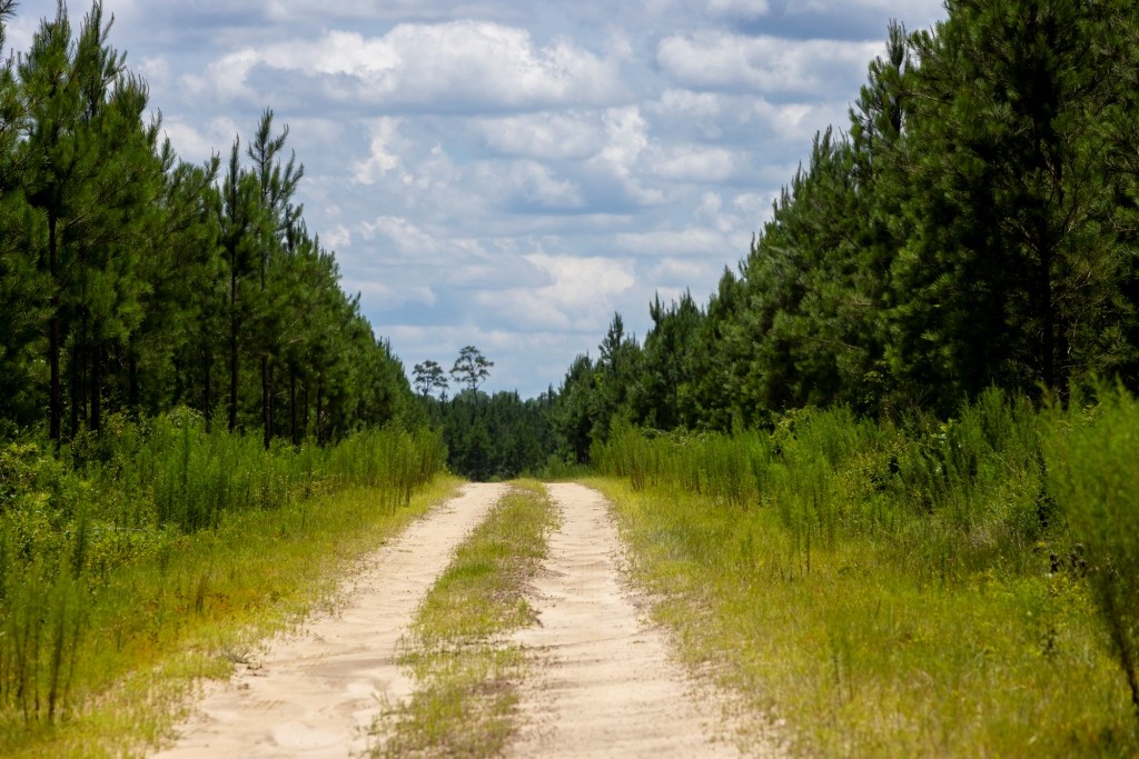 Cowpen Hunting & Timberland Photo
