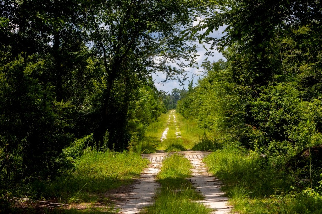 Cowpen Hunting & Timberland Photo