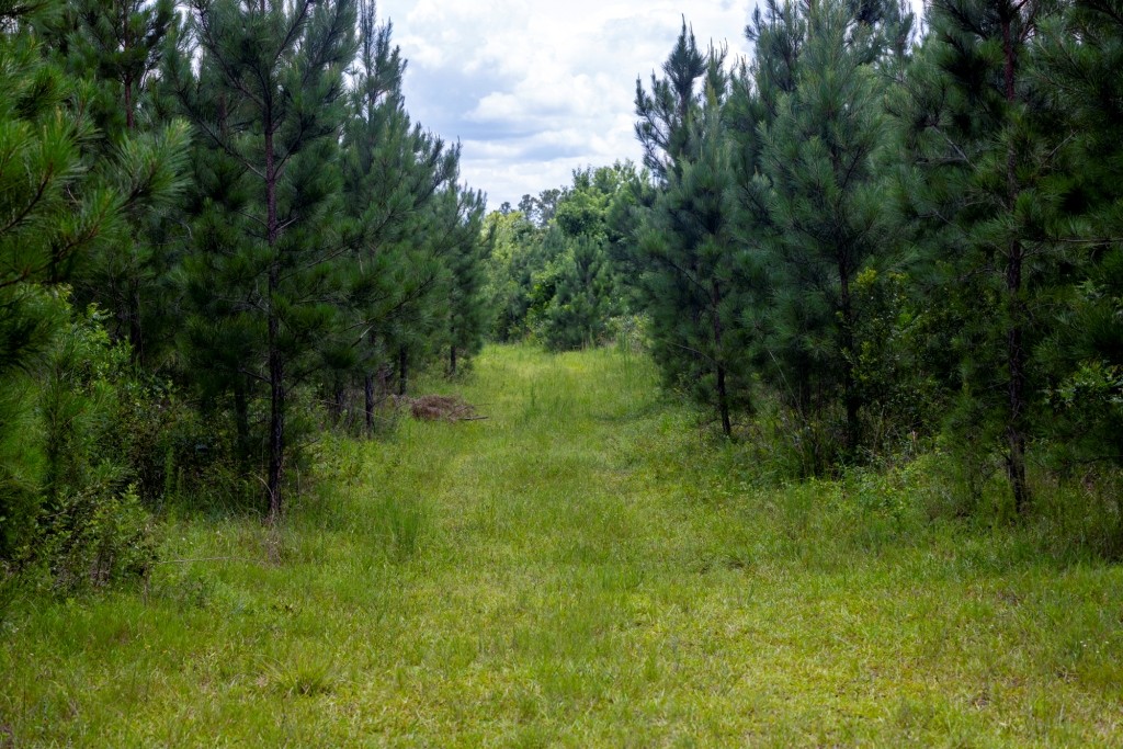 Cowpen Hunting & Timberland Photo