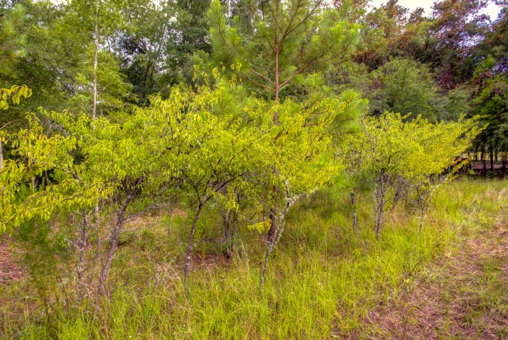 Telfair County Homesite Photo