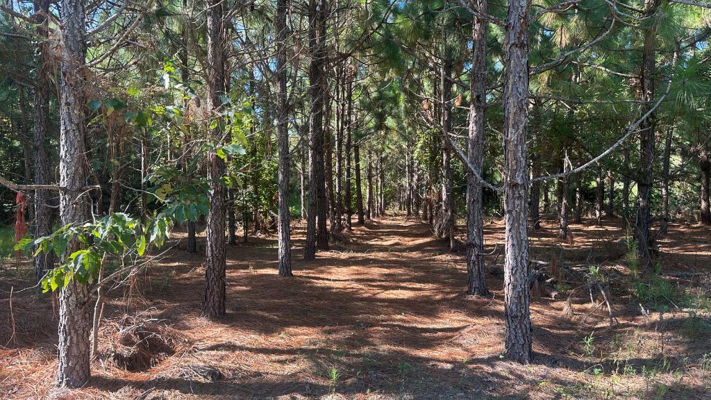 County Line Longleaf Photo