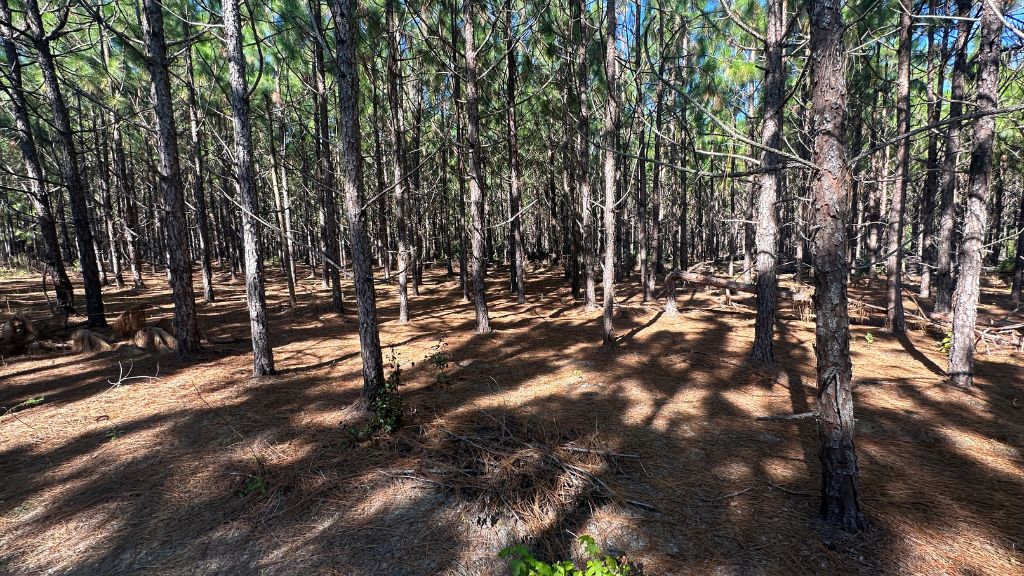 County Line Longleaf Photo