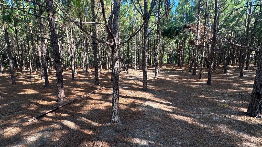 County Line Longleaf Photo