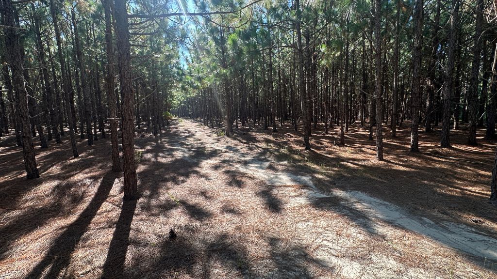 County Line Longleaf Photo