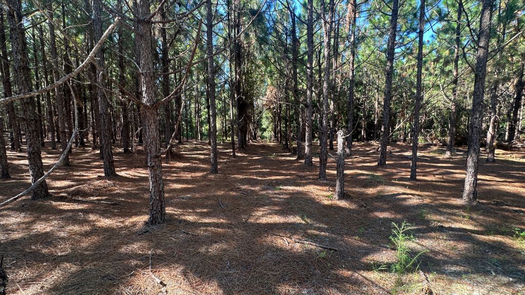 County Line Longleaf Photo