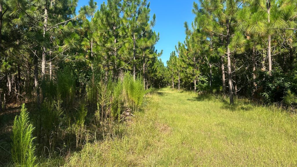 County Line Longleaf Photo