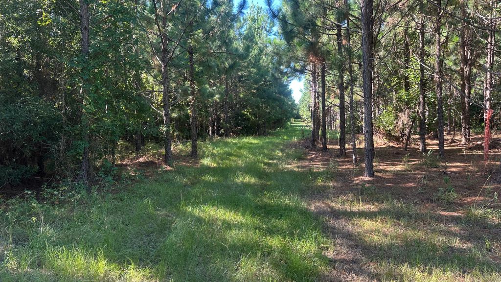 County Line Longleaf Photo