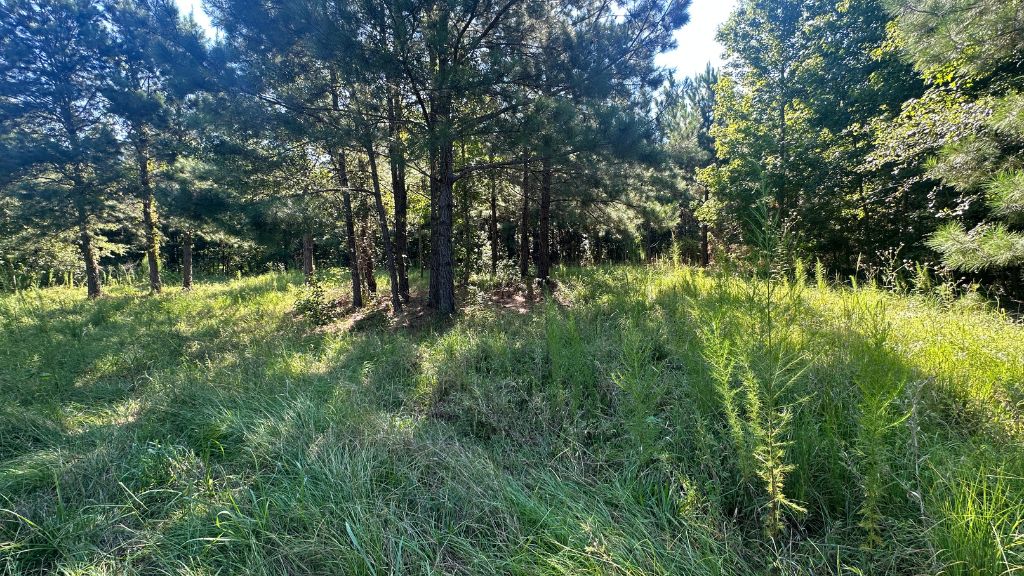 County Line Longleaf Photo