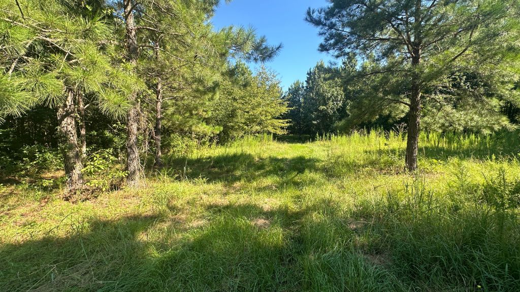 County Line Longleaf Photo