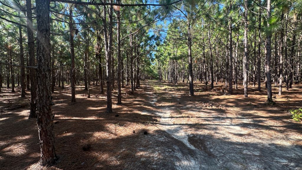 County Line Longleaf Photo