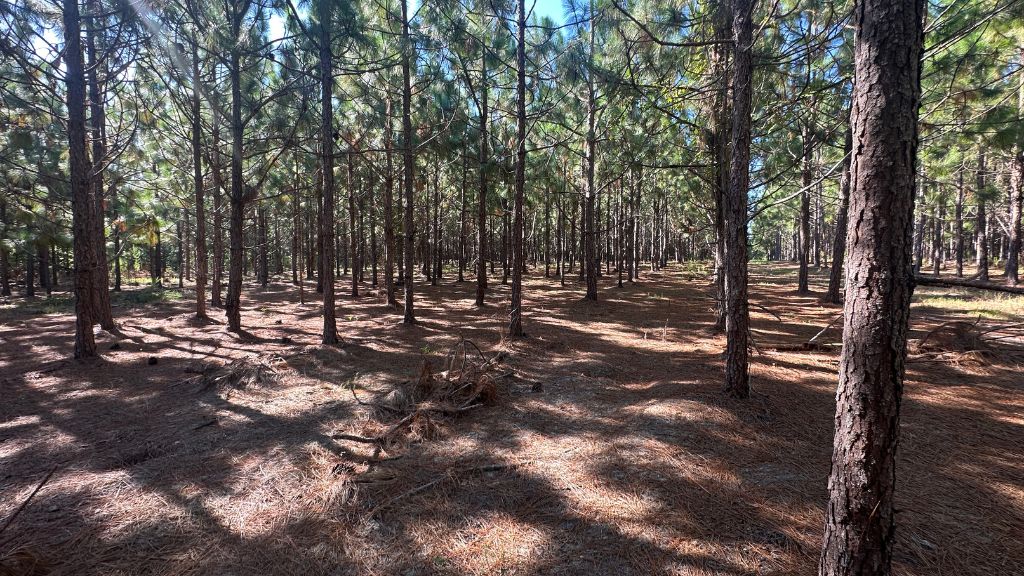 County Line Longleaf Photo
