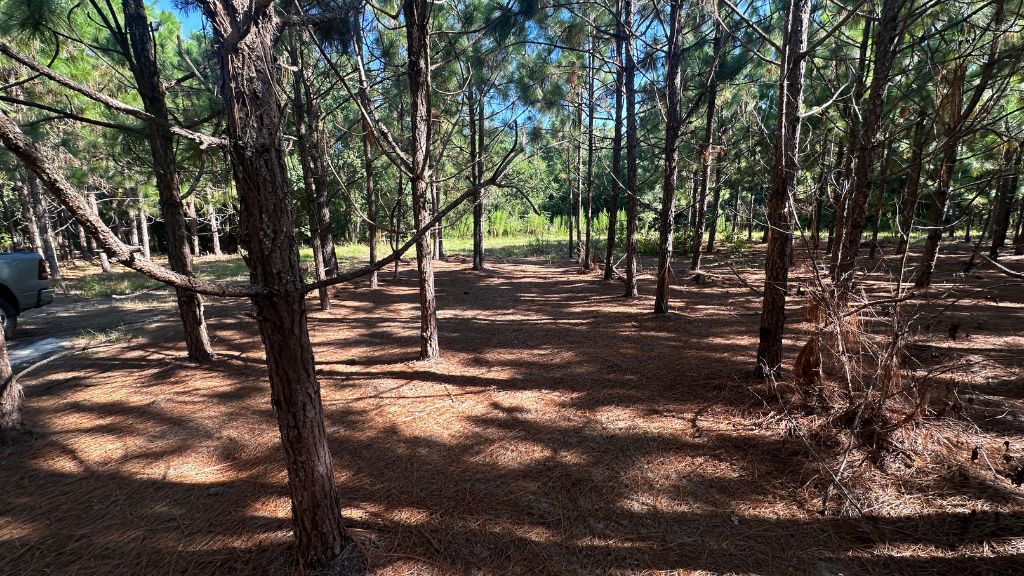 County Line Longleaf Photo