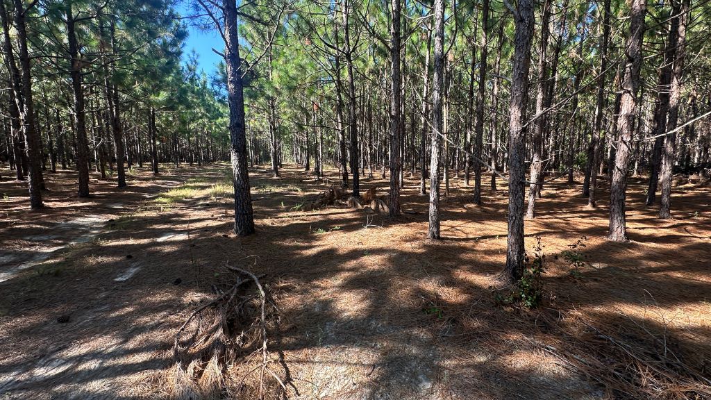 County Line Longleaf Photo