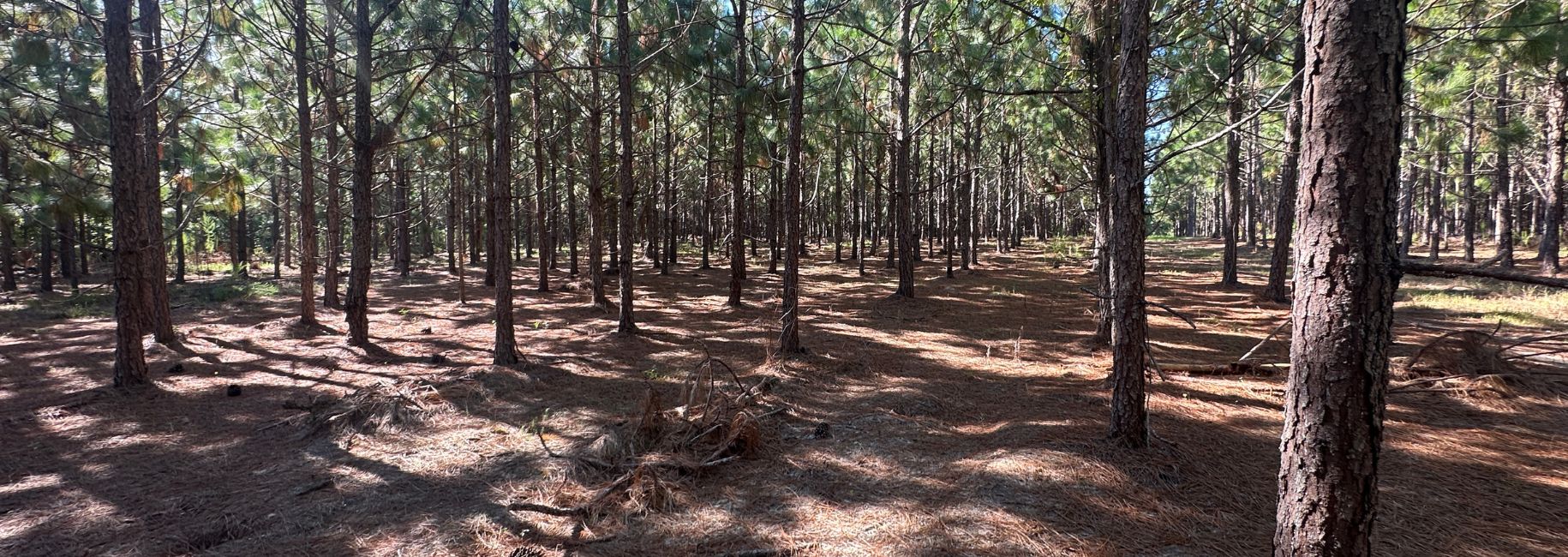 County Line Longleaf Main Photo