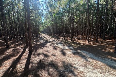 County Line Longleaf