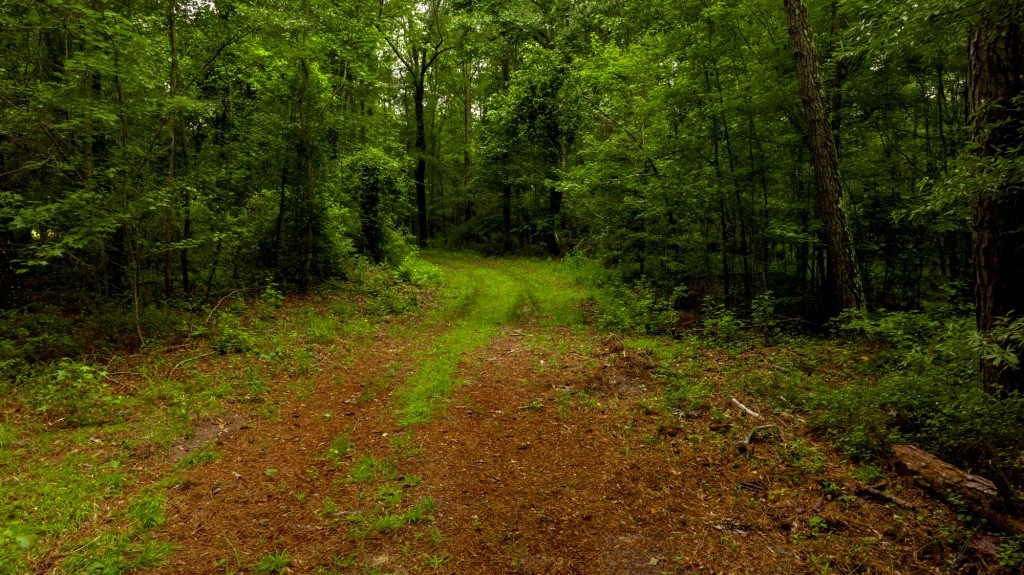 Little Ogeechee Retreat Photo