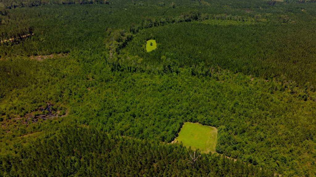 Cowpen Hunting & Timberland Photo