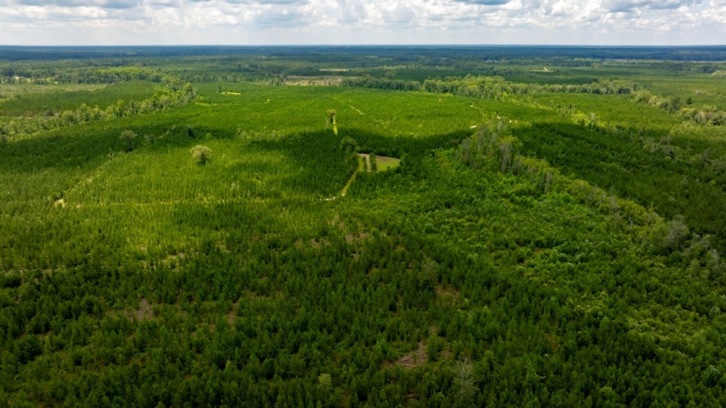 Cowpen Hunting & Timberland Photo