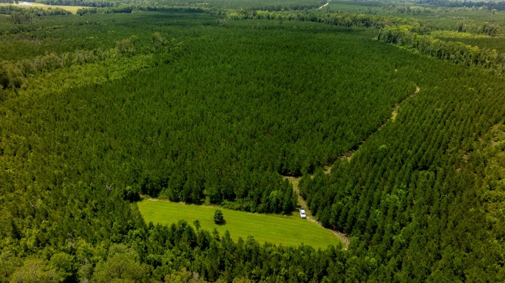 Cowpen Hunting & Timberland Photo