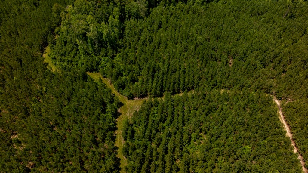 Cowpen Hunting & Timberland Photo