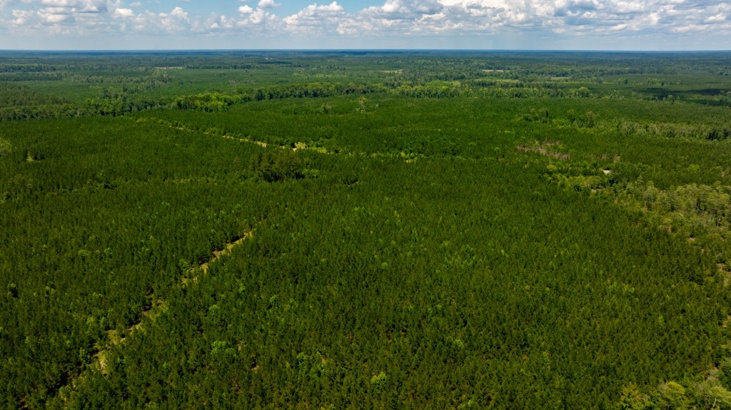 Cowpen Hunting & Timberland Photo