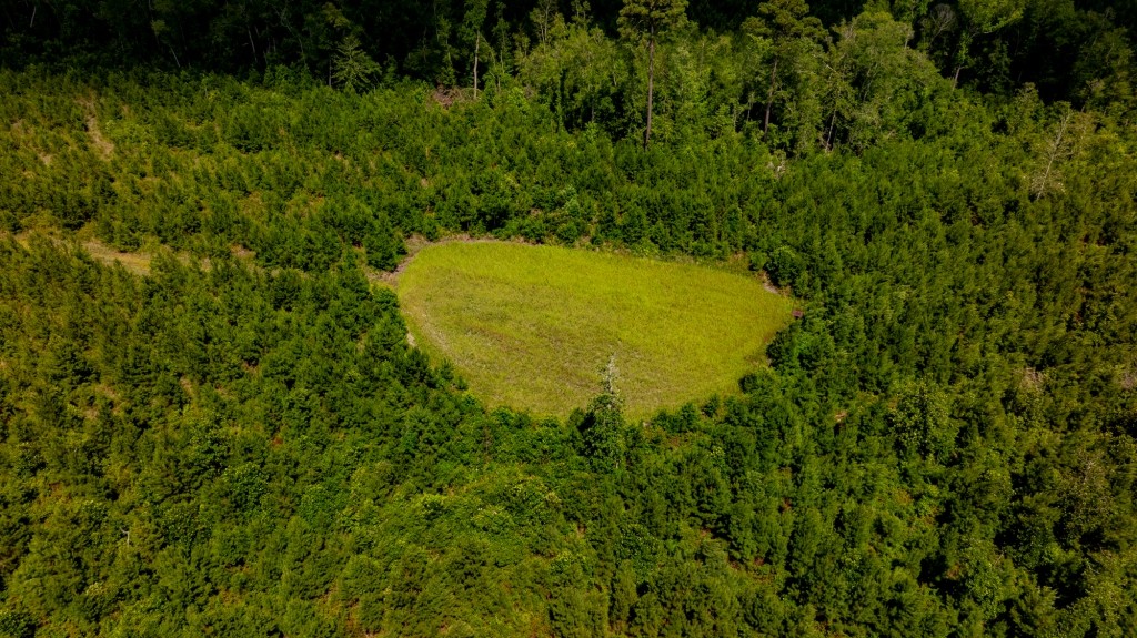 Cowpen Hunting & Timberland Photo