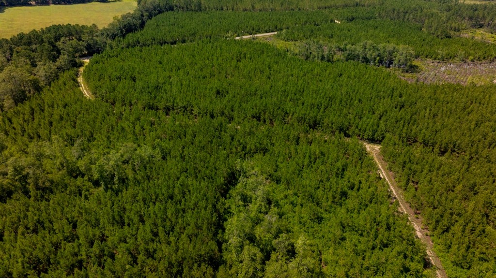 Cowpen Hunting & Timberland Photo