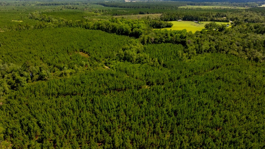 Cowpen Hunting & Timberland Photo
