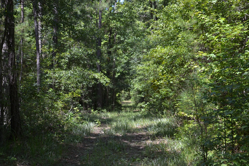 Ripley Woods Photo