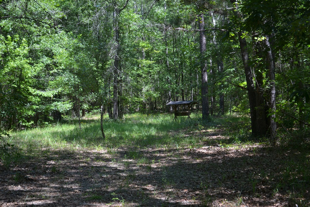 Ripley Woods Photo