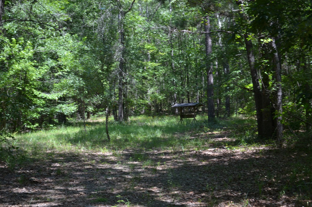 Ripley Woods Photo