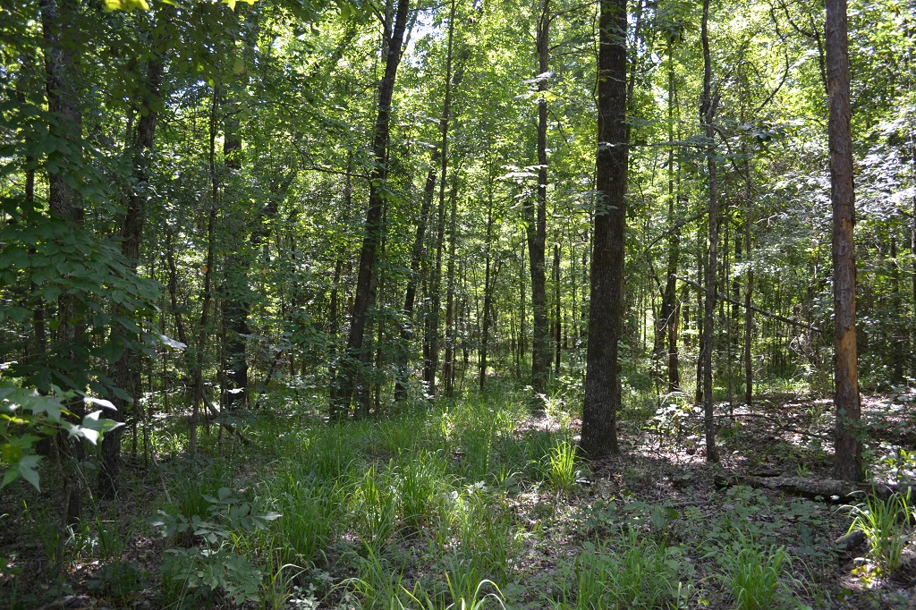 Ripley Woods Photo