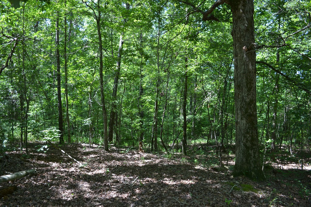 Ripley Woods Photo