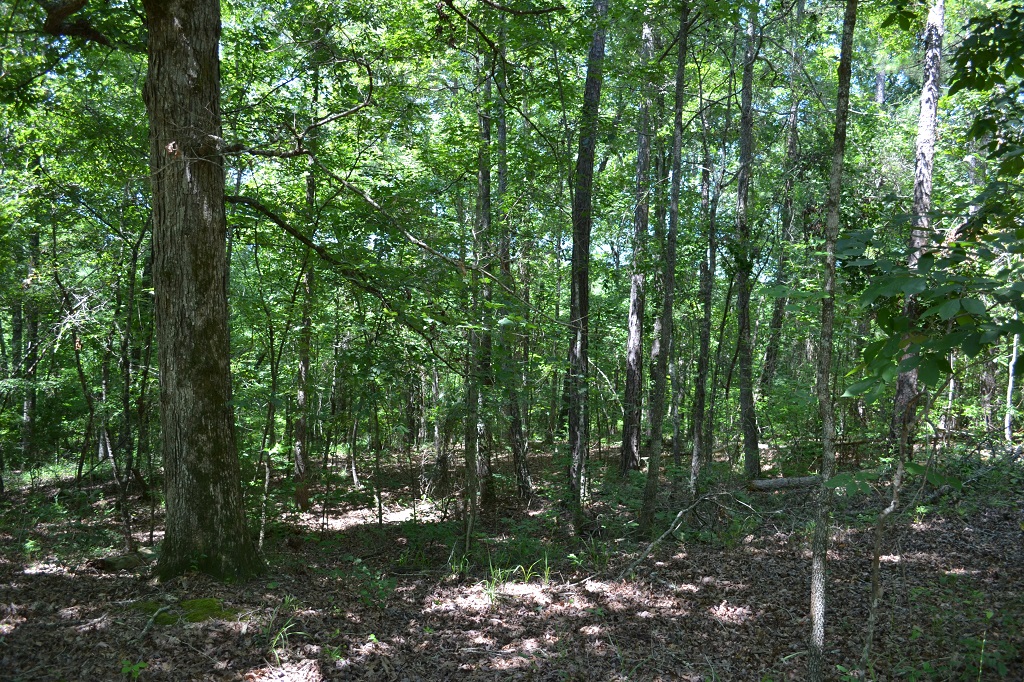 Ripley Woods Photo