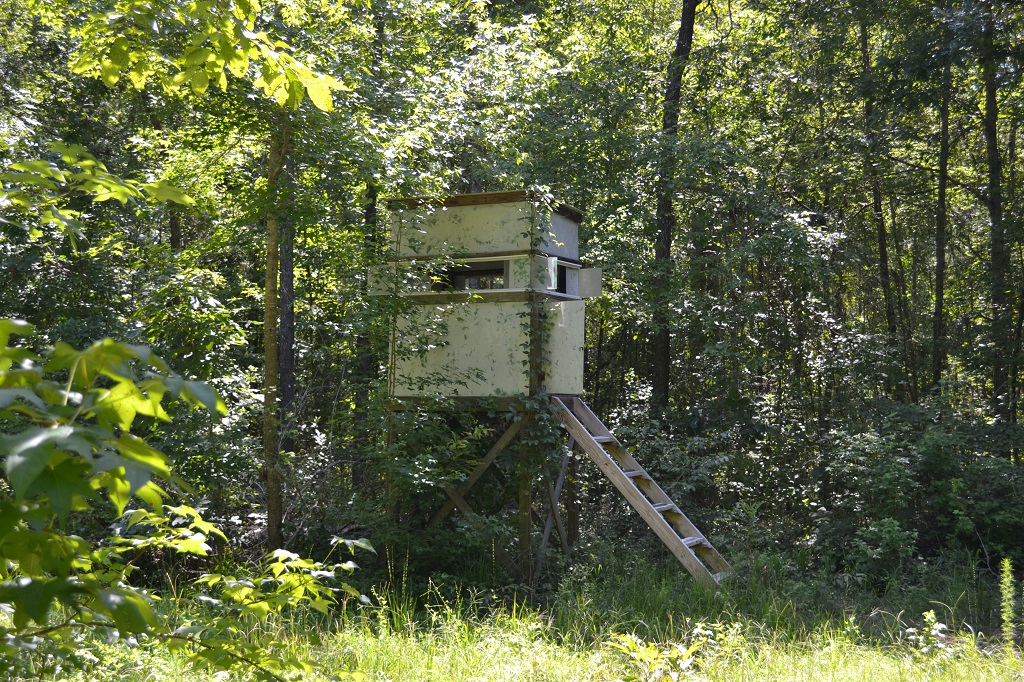 Ripley Woods Photo