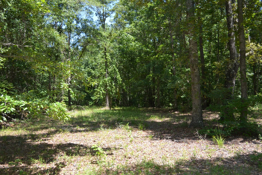 Ripley Woods Photo