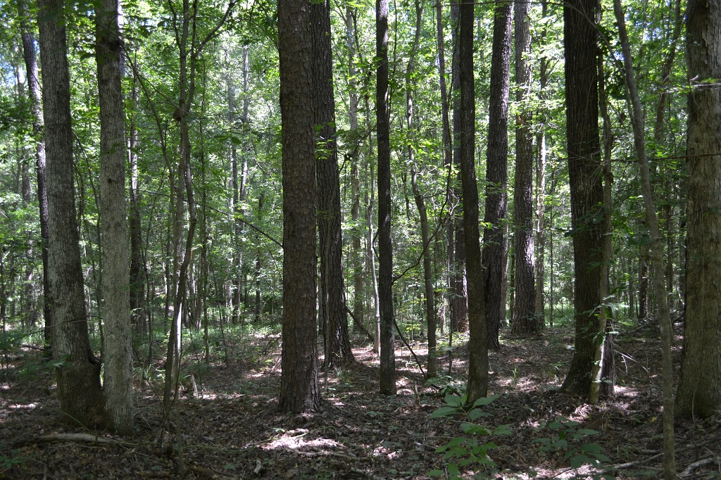 Ripley Woods Photo