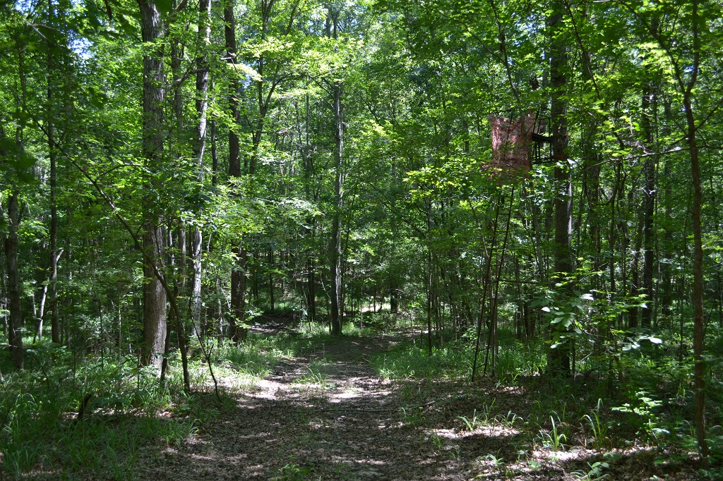 Ripley Woods Photo