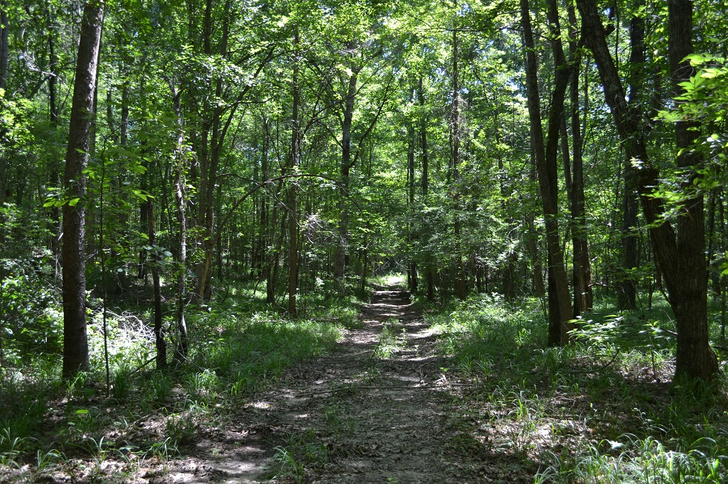 Ripley Woods Photo