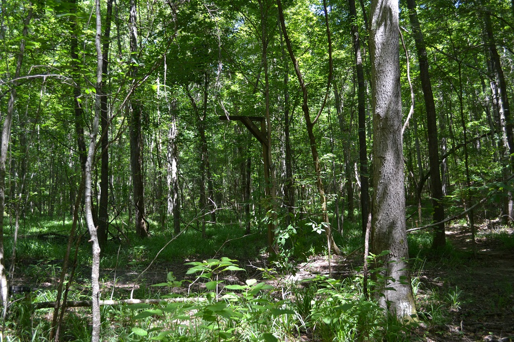 Ripley Woods Photo