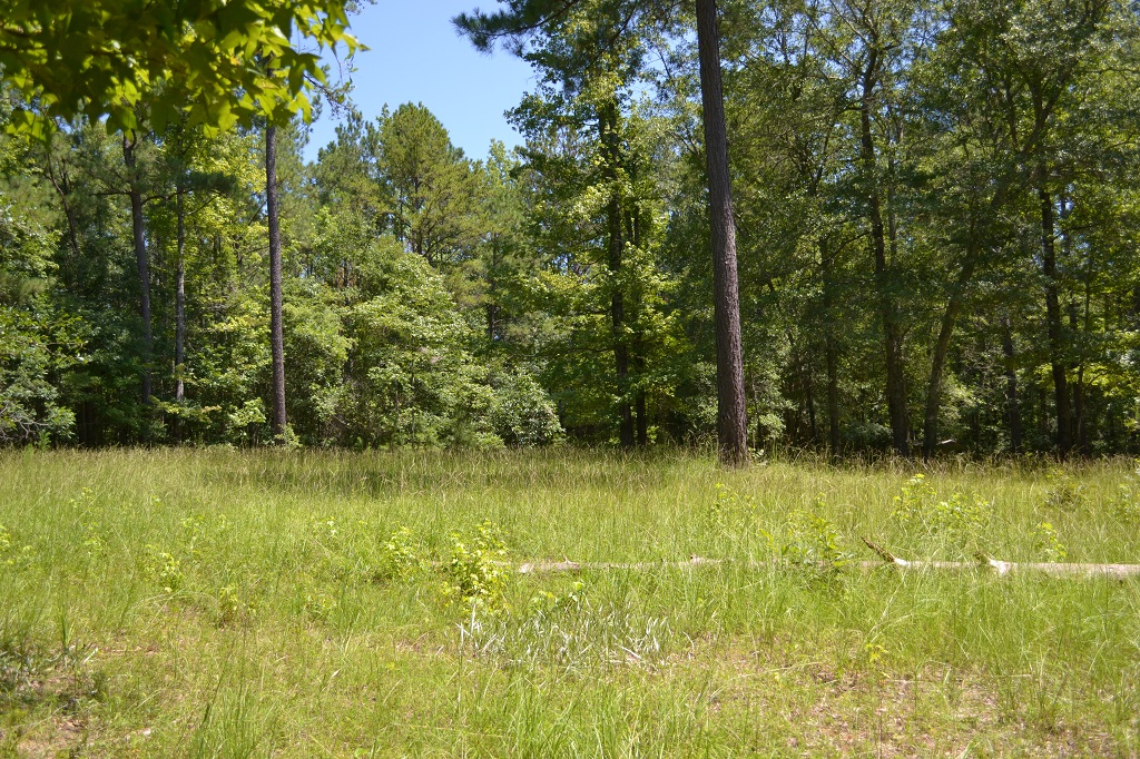 Ripley Woods Photo