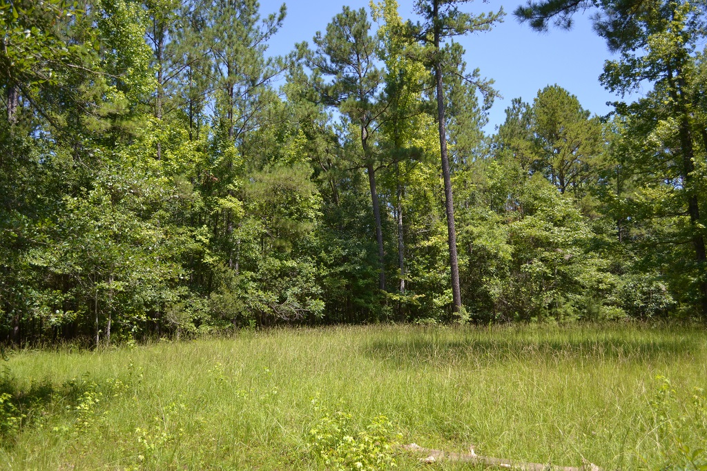 Ripley Woods Photo
