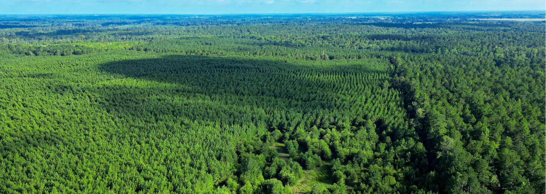 Bartow Pines Main Photo